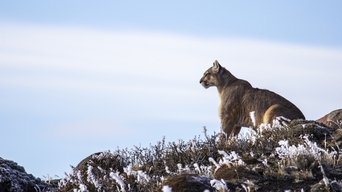 Pumas At The End of The World - S1E01