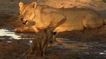 Les lionnes de la rivière de sable (2008)