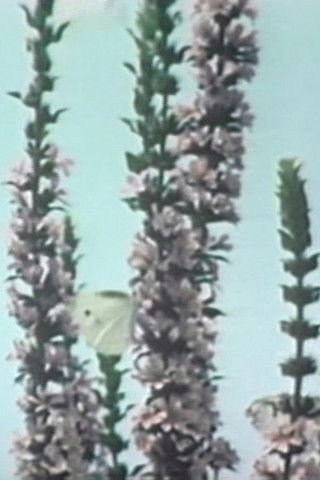 The Balance of Nature poster