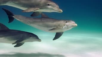 Dolphins