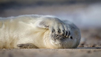 #6 North Sea  Nature Untamed