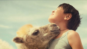 Galeria 1 - Celestial Camel