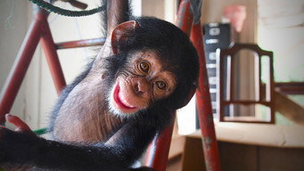 Baby Chimp Rescue (2020- )
