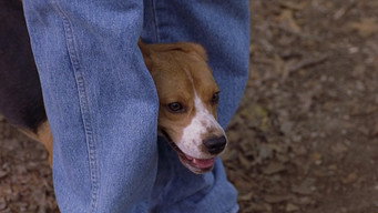 Saving Shiloh (2006)