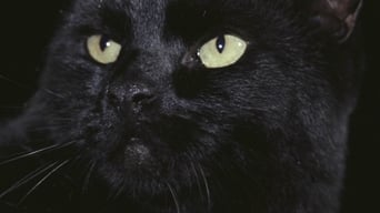 The Black Cat (1981)