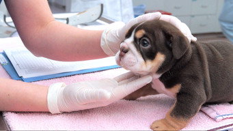 #7 Animal ER