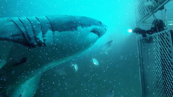 #5 Super Shark Highway
