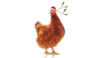 #11 Feather Christmas