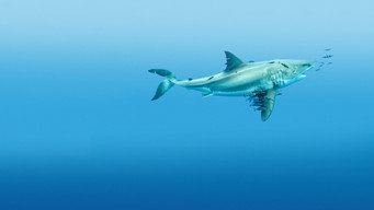 Most Wanted Sharks (2020)