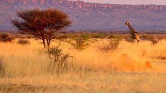 Namibia: Sanctuary of Giants (2016)