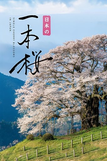 Japan's Single Cherry Blossom Tree (2021)