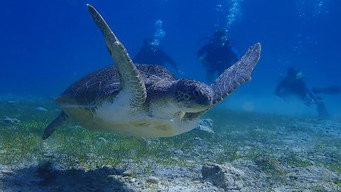#4 Deep Dive Australia