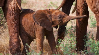 An Elephant's Tale