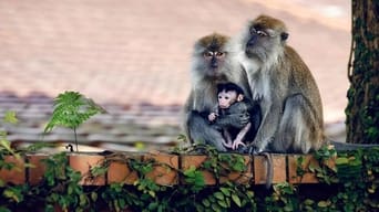 Macaque Island - S1E01