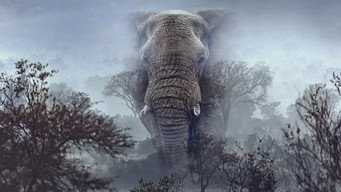 #4 Ghost Elephants