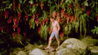 Heliconia (2020)
