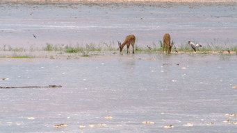 African River Wild (2016- )