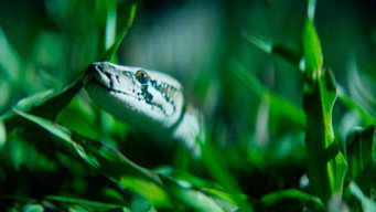 #4 The Python Hunt