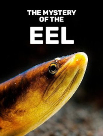 The mystery of the eel (公開年不明年)のポスター画像 - FindKey