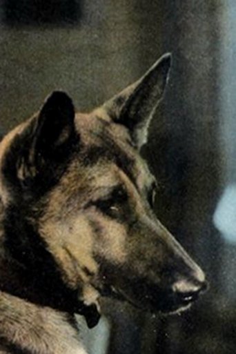 Image of Ranger the Dog