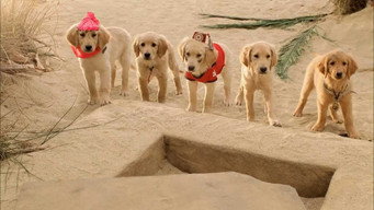 Treasure Buddies backdrop 3