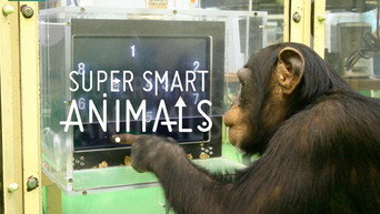 Super Smart Animals (2012)