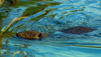 Urban Beavers,  Dam Removals, Sandcastle Contest