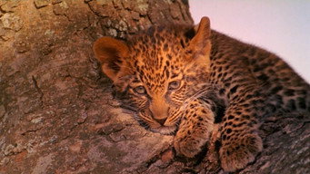 The Leopard Son (1996)