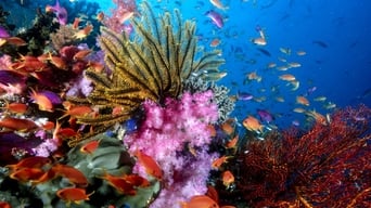 #2 Великий бар'єрний риф з Девідом Аттенборо