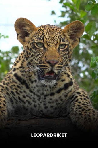 Leopard Kingdom galeri 5