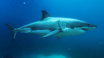 Super Shark Highway (2024- )