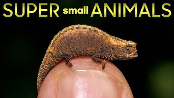 Super Small Animals (2017)