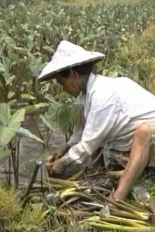 Among the Yami poster