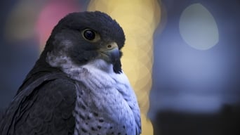 Planeta nocturno: a todo color S01E05