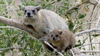Animal Social Network - S1E01