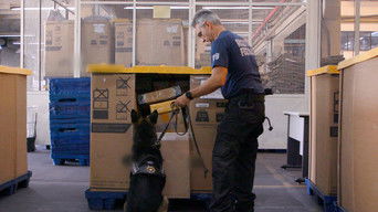 Cena de Focinho Afiado