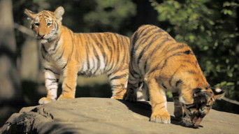 Cena de Origem da fofura