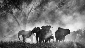 Ghost Elephants (2025)