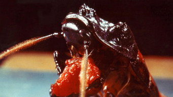 #9 Bug