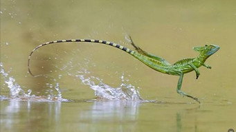 Levitating Lizards and Immortal Jellyfish