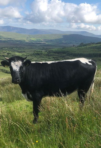 Apocalypse Cow: How Meat Killed the Planet poster