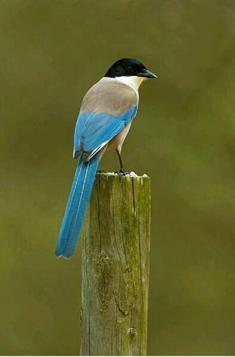 El cuento del Rabilargo poster