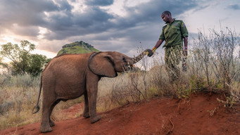 Episode 12 — Becoming Elephant: The Orphans of Reteti | Graduation Day