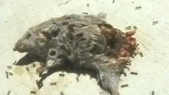 Cena 2 de Dead Mouse with Ants