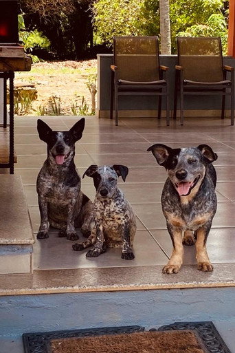 Alaska, Bidu e Dora