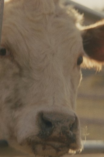 Holy Cow!