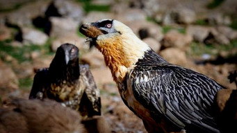 Return of the Vultures (2026- )
