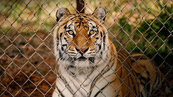 #16 The Tiger Rising