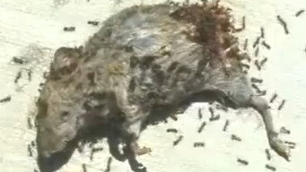 Cena 1 de Dead Mouse with Ants