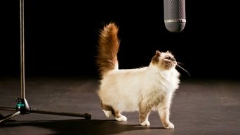 The Story of Cats - S1E01